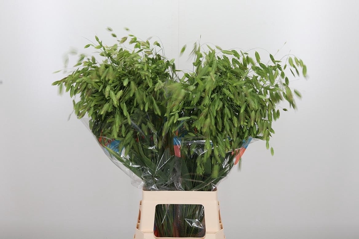 <h4>Chasmanthium Latifol</h4>