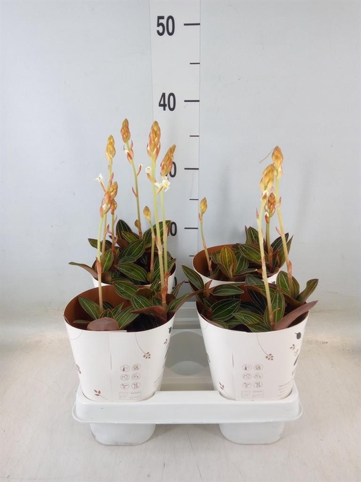 <h4>Ludisia discolor</h4>