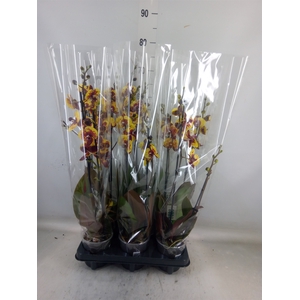 Phalaenopsis   ...yellow