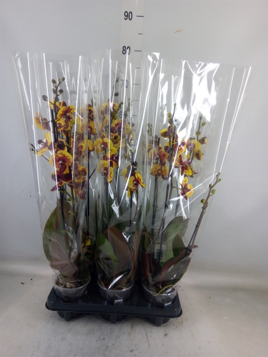 <h4>Phalaenopsis   ...yellow</h4>