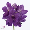 VANDA S VIOLET BLUE#