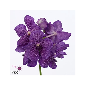 Vanda S Violet Blue