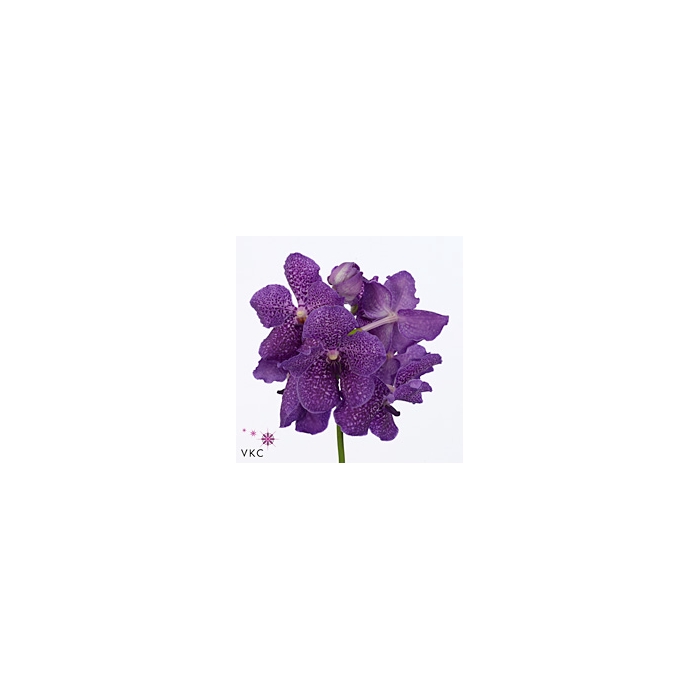 <h4>Vanda S Violet Blue</h4>