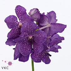 Vanda S Violet Blue
