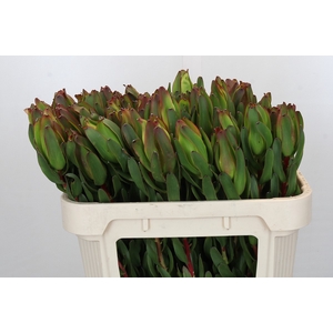 Leucadendron Laurel Yellow