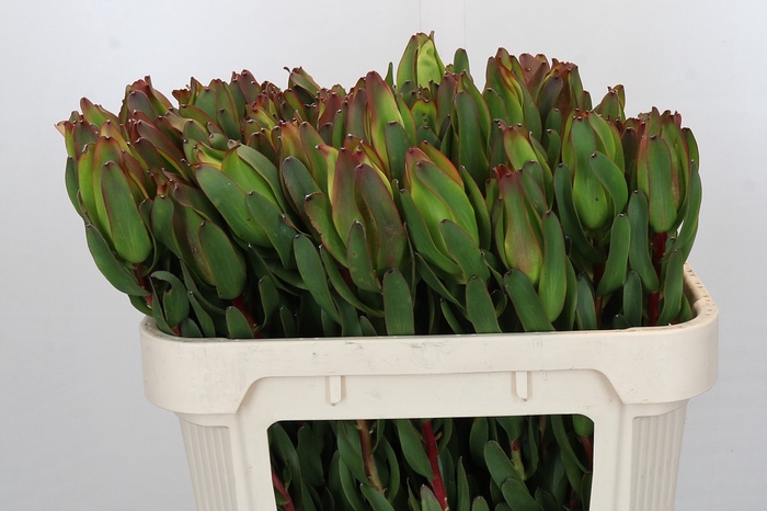 <h4>Leucadendron Laurel Yellow</h4>