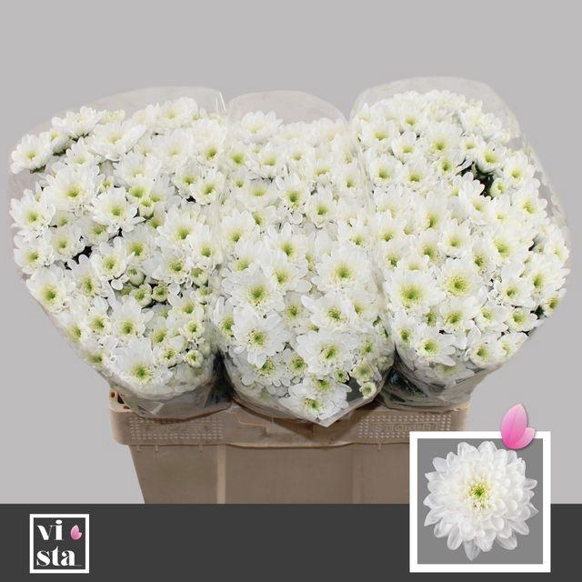 <h4>CHR T ALTAJ</h4>