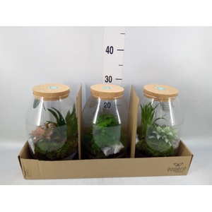 Arr.   Planten H%