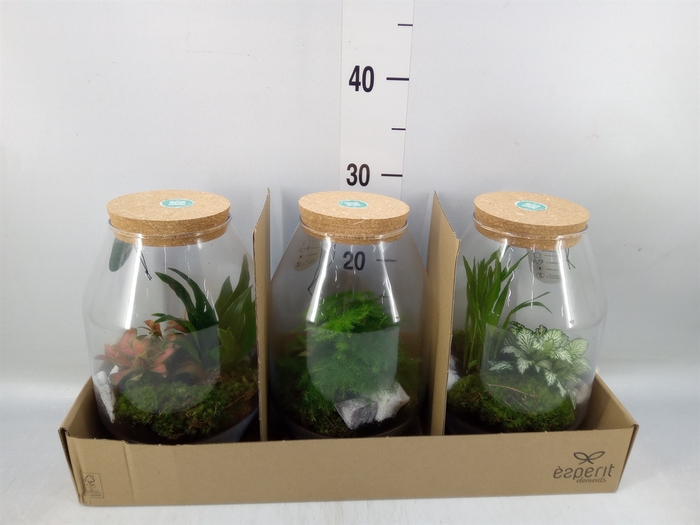 <h4>Arr.   Planten H%</h4>