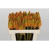 Kniphofia Eycone Peach