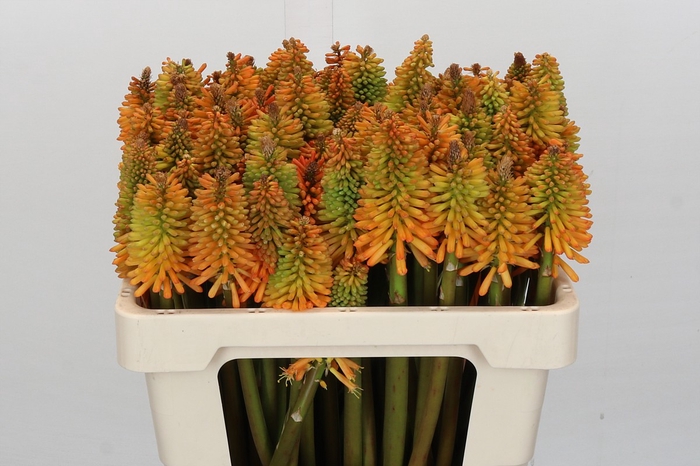 Kniphofia Eycone Peach