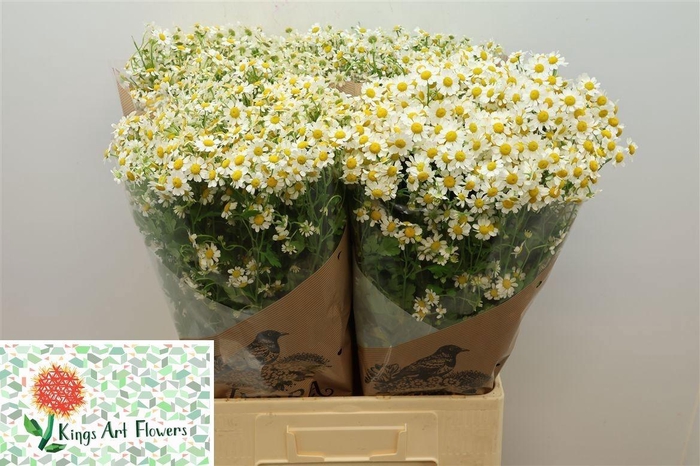 <h4>TANA PA CAMERON</h4>