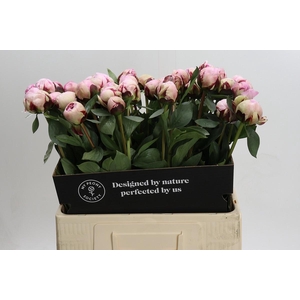 Paeonia Reine Hortense