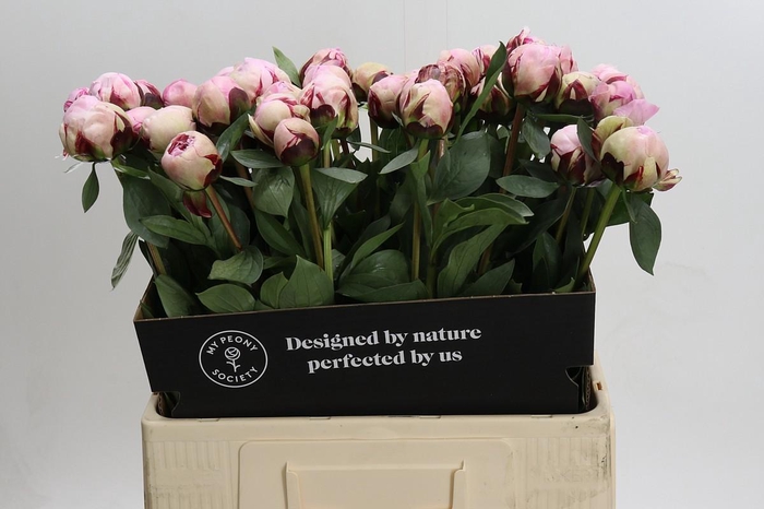 <h4>Paeonia Lact. Reine Hortense</h4>