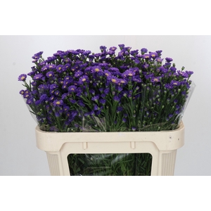 Aster Casamare