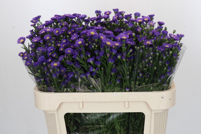 <h4>Aster Casamare</h4>