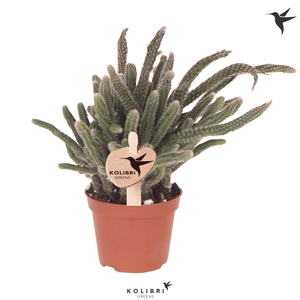 Kolibri Greens Rhipsalis Baccifera Horrida
