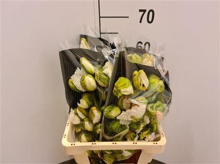 <h4>Papaver Unic Bianco</h4>