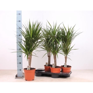 DRA MARGINATA