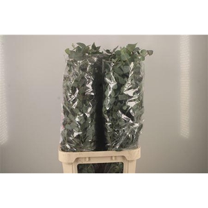 Euc Cinerea Per Stem Extra