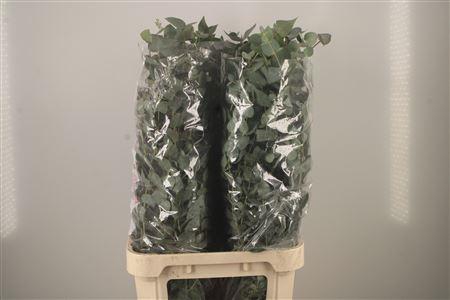<h4>Euc Cinerea Per Stem Extra</h4>
