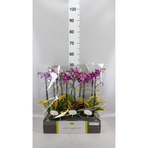 Phalaenopsis multi.   ...