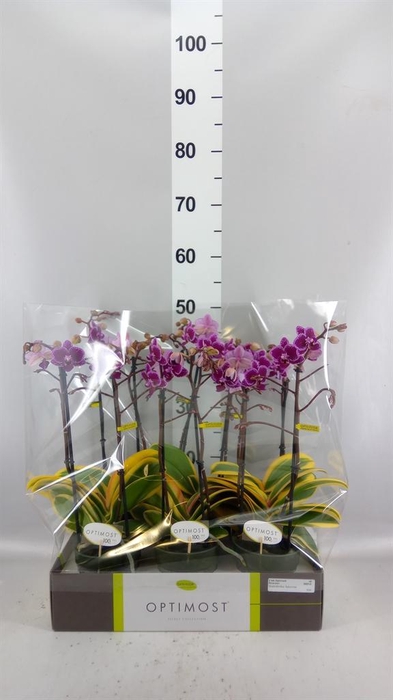 <h4>Phalaenopsis multi.   ...</h4>