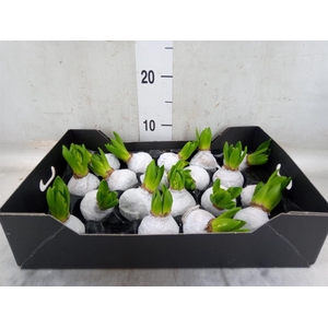 Hyacinthus orie.   ...waxed H%