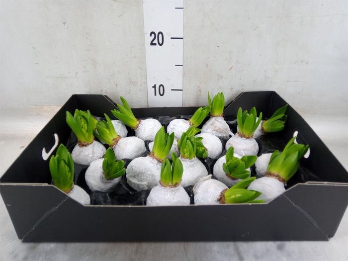 <h4>Hyacinthus orie.   ...waxed H%</h4>