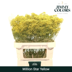 Gyps Million Star L80 Yellow