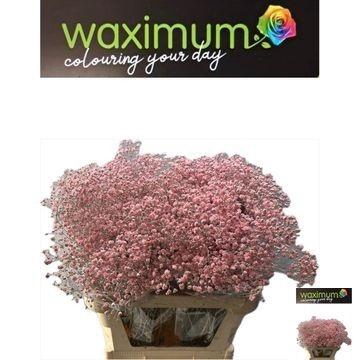 <h4>GYPS KLB H%</h4>