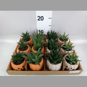 Aloe   ...mix