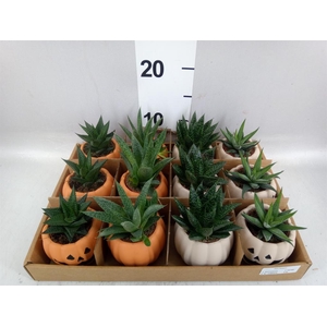 Aloe   ...mix