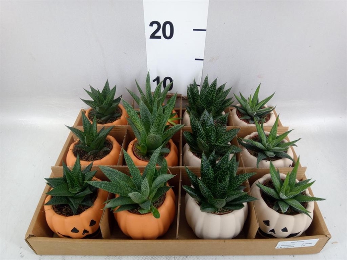 <h4>Aloe   ...mix</h4>