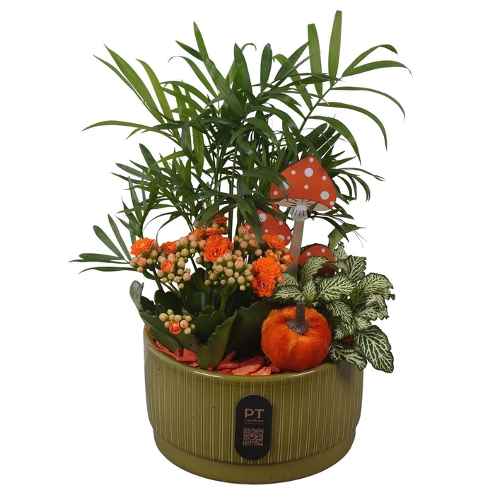 Arr.    Planten  L%