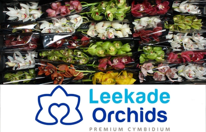 <h4>Cymbidium Mini Mix 20% 630 Leekade</h4>