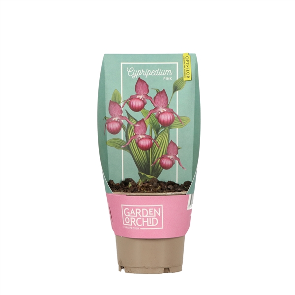 <h4>Garden Orchid Cypripedium 3+ Pink 10.5 cm</h4>