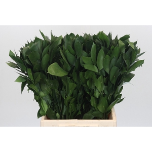 RUSCUS HYPOPHYLLUM