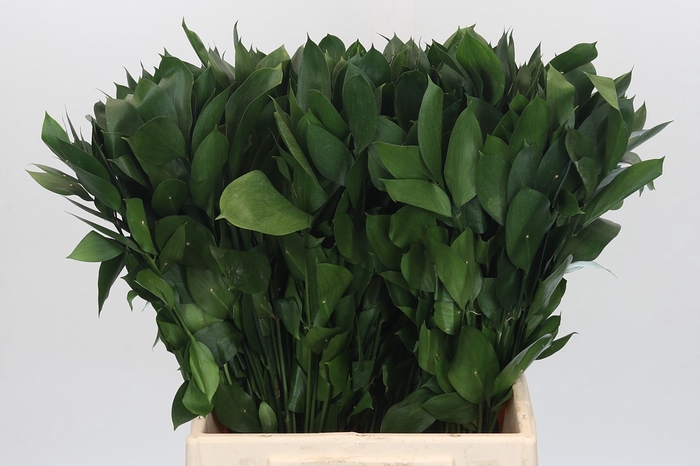 <h4>RUSCUS HYPOPHYLLUM</h4>