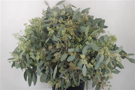 <h4>Euc Populus Berry Per Bunch 300 Gra</h4>