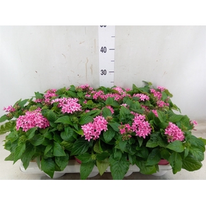 Pentas  'Graffiti Pink'