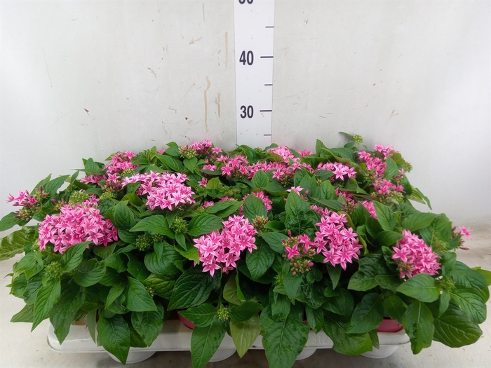 <h4>Pentas  'Graffiti Pink'</h4>