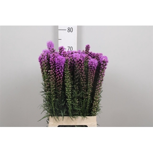 Liatris Spicata
