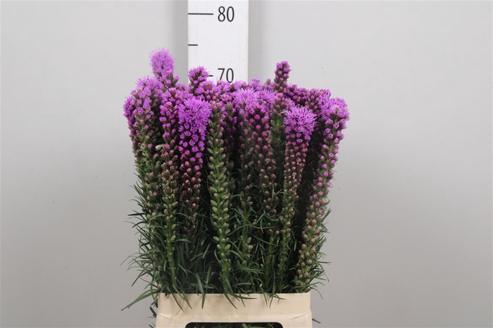 <h4>Liatris Spicata</h4>