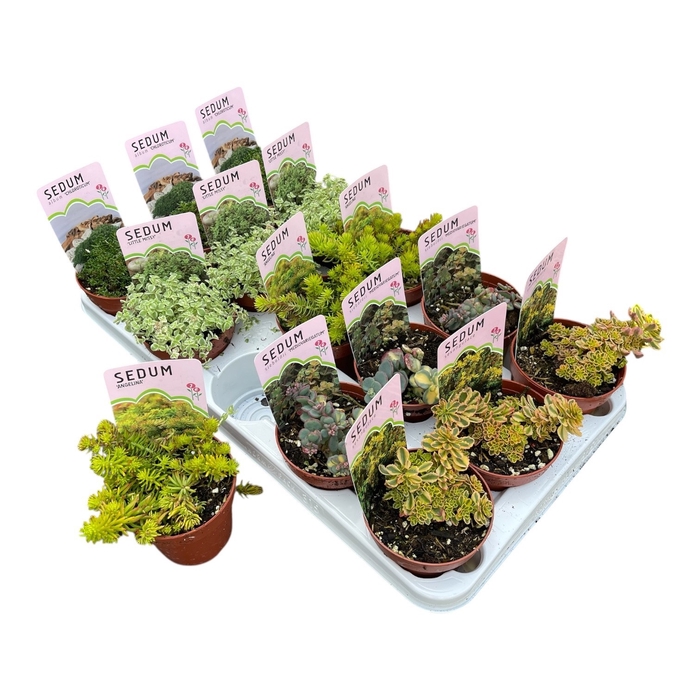 <h4>SEDUM OV</h4>