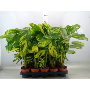Ctenanthe pilosa 'Mosaic'