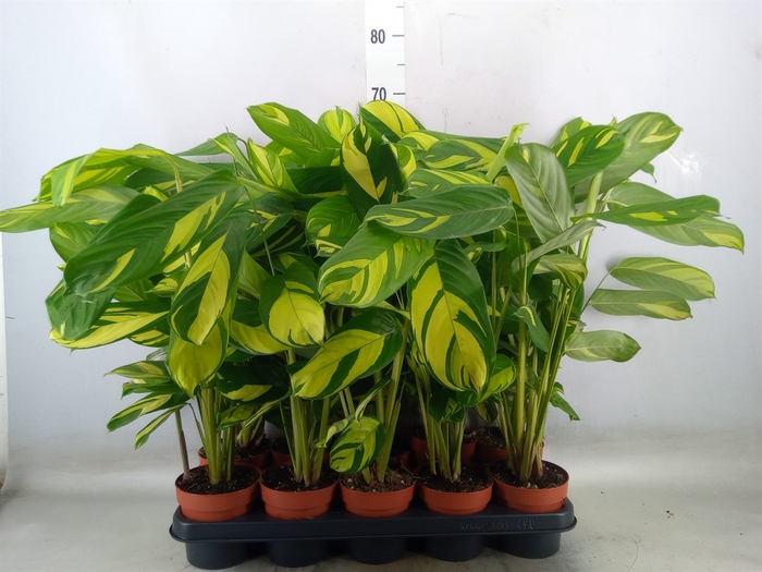 <h4>Ctenanthe pilosa 'Mosaic'</h4>