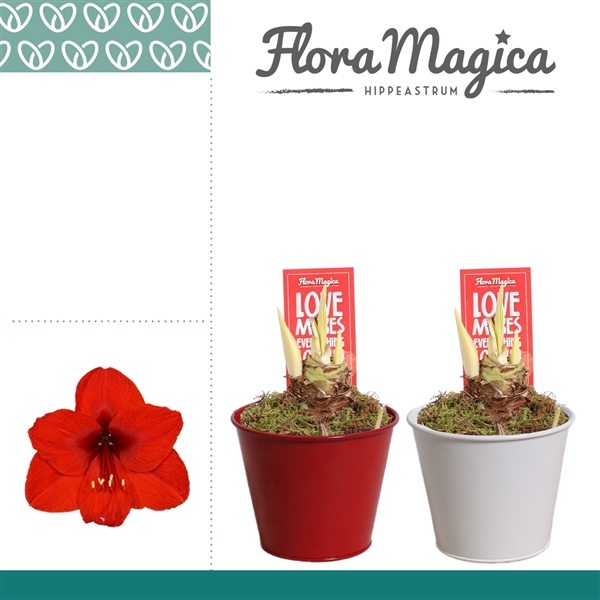 <h4>Hippeastrum Rood 2 Knop in Ompot Zara LOVE</h4>