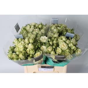 Rozen R Tr Mint Tea