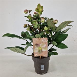 Helleborus Orientalis VIV Single Flowered Valeria 15 cm